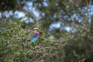 Coracias caudatus Lilac breasted roller in savanna - Bird  of africa