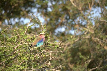 Coracias caudatus Lilac breasted roller in savanna - Bird  of africa