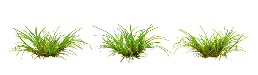 green grass isolated on white