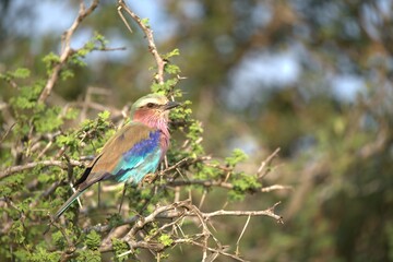 Coracias caudatus Lilac breasted roller in savanna - Bird  of africa