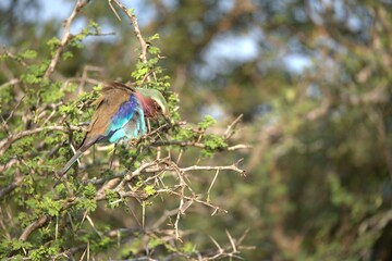Coracias caudatus Lilac breasted roller in savanna - Bird  of africa