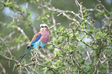 Obraz premium Coracias caudatus Lilac breasted roller in savanna - Bird of africa