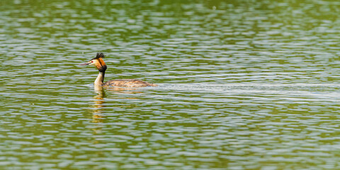 great crested grebe (Podiceps cristatus) swimming