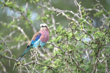 Coracias caudatus Lilac breasted roller in savanna - Bird  of africa