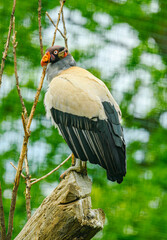 king vulture (Sarcoramphus papa) on a perch