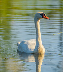 mute swan (Cygnus olor) swimming