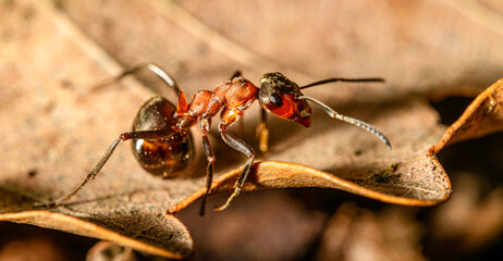 ant in detail on dry leaf