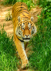 Amur or Siberian tiger (Panthera tigris altaica)