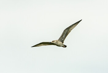 juvenile Caspian gull (Larus cachinnans) in flight