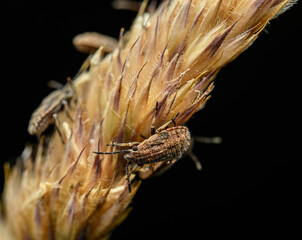 tiny nymph metamorphosis early stage of stink bug