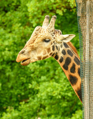 giraffe portrait in detail behind trunk with mesh