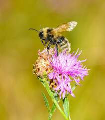 bumblebee (Bombus) taking of pink flower