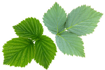 Close-up of vibrant green raspberry leaves showing intricate detail and realistic texture. 