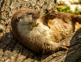 Eurasian otter (Lutra lutra) playing on a log