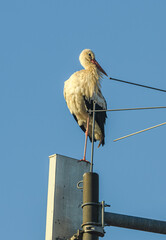white stork (Ciconia ciconia) on a rooftop