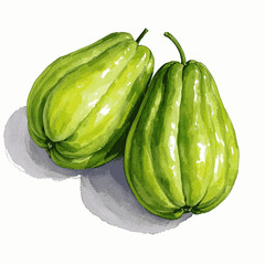 Aqua Chayote Elegance chayote isolated watercolor vector illustration svg