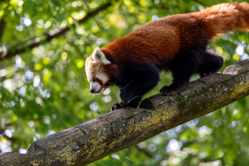 Red panda on a tree trunk: Cute wild animal in nature