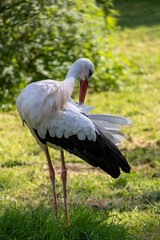 White stork preening its feathers: Elegant bird in the grass