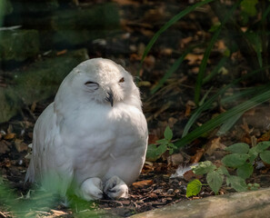 Snowy owl in the shade: majestic bird with closed eyes