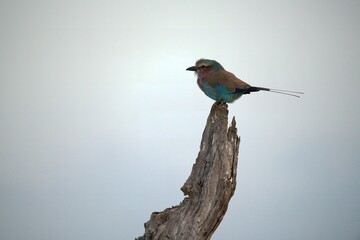 Fototapeta premium Coracias caudatus Lilac breasted roller in savanna - Bird of africa