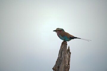 Coracias caudatus Lilac breasted roller in savanna - Bird  of africa