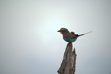 Coracias caudatus Lilac breasted roller in savanna - Bird  of africa