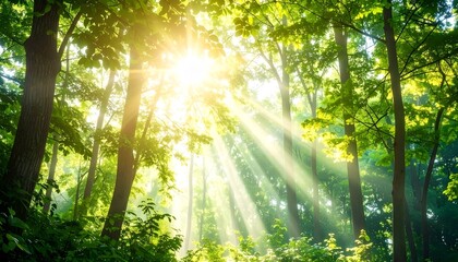 Obraz premium sun rays through the forest
