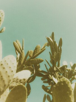 cactus on blue background