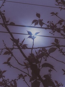 silhouette of a tree