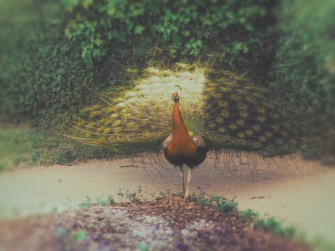 Fototapeta peacock at the park