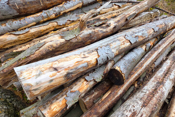 Weathered Timber Logs in Woodland Setting for Rustic Design and Textures