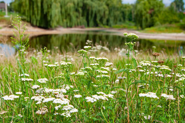 Summer wildflower landscape with willow tree by lake in selective focus