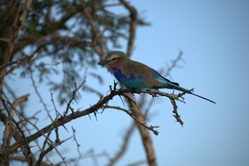 Coracias caudatus Lilac breasted roller in savanna - Bird  of africa
