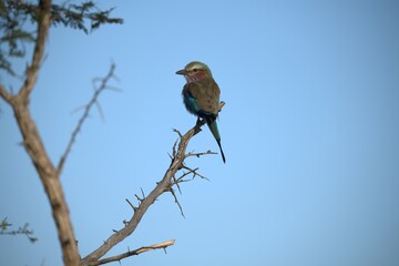 Coracias caudatus Lilac breasted roller in savanna - Bird  of africa