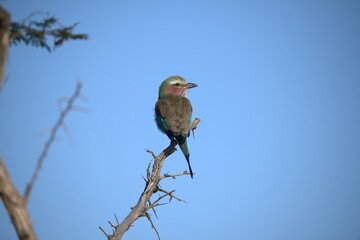 Coracias caudatus Lilac breasted roller in savanna - Bird  of africa
