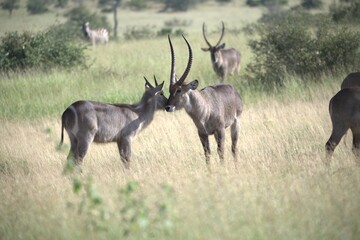 African Wildlife Family of Waterbucks – Animal of Africa
