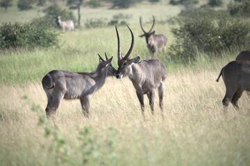 African Wildlife Family of Waterbucks – Animal of Africa