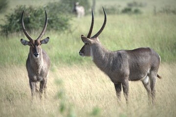 African Wildlife Family of Waterbucks – Animal of Africa