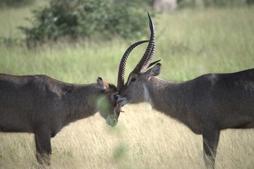 African Wildlife Family of Waterbucks – Animal of Africa