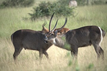 African Wildlife Family of Waterbucks – Animal of Africa