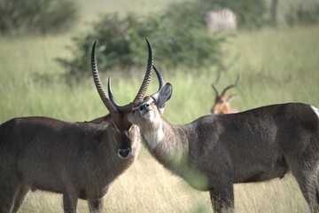 African Wildlife Family of Waterbucks – Animal of Africa