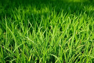 Fototapeta premium Lush Green Grass Field