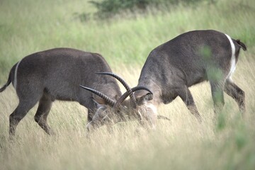 African Wildlife Family of Waterbucks – Animal of Africa