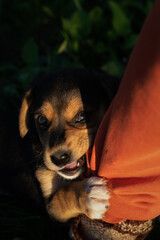 dog in a hand. puppy tears pants. puppy bites leg. puppy bites leg. playful puppy