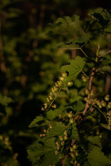 red currant on a branch. green currant on a bush branch. growing currants. green currant bush