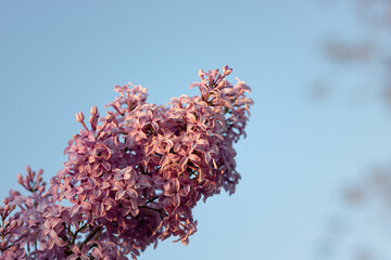 flowers of a tree. lilac flowers on the tree. close-up of lilac against the sky. close-up of lilac blossom