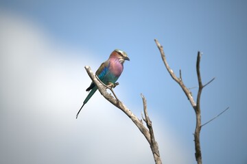 Coracias caudatus Lilac breasted roller in savanna - Bird  of africa