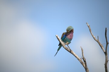 Coracias caudatus Lilac breasted roller in savanna - Bird  of africa