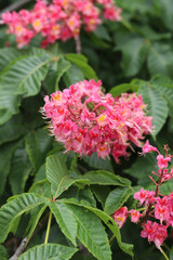 Red chestnut flowers with selective focus. Close-up of chestnut blossom. Beautiful chestnut tree in bloom. Chestnut flowers among green leaves, spring. Nature background