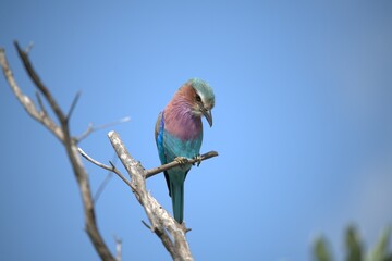 Coracias caudatus Lilac breasted roller in savanna - Bird  of africa